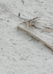 Trimerotropis maritima