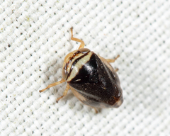 Clastoptera testacea