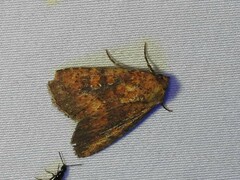 Perigea xanthioides