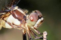 Libellula comanche
