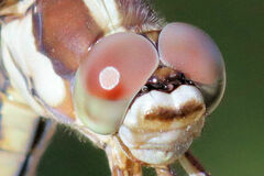 Libellula comanche