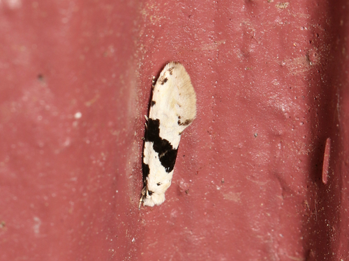 Barred White Clothes Moth photo 3