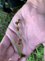 Rhynchospora glomerata