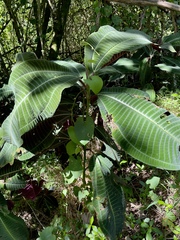 Miconia calvescens