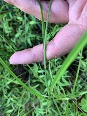 Rhynchospora glomerata