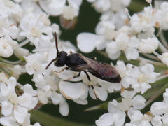 Hylaeus mesillae cressoni