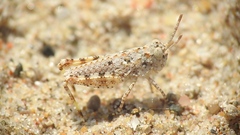 Trimerotropis huroniana