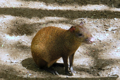 Dasyprocta ruatanica