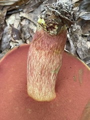 Boletus carminiporus