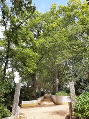 Platanus × hispanica