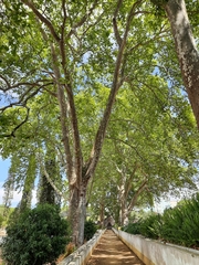 Platanus × hispanica
