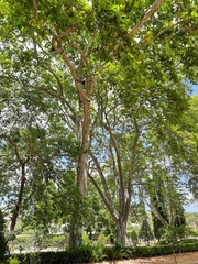 Platanus × hispanica