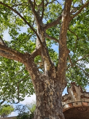 Platanus × hispanica