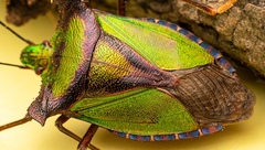 Pentatoma parametallifera