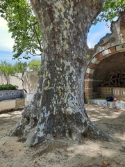 Platanus × hispanica