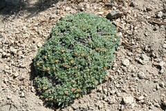 Podistera nevadensis