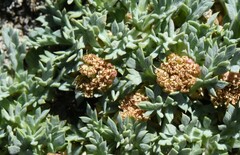 Podistera nevadensis