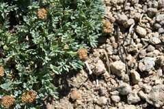 Podistera nevadensis