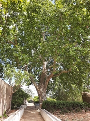 Platanus × hispanica