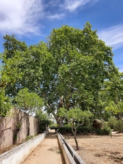 Platanus × hispanica
