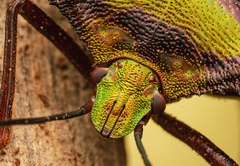 Pentatoma parametallifera