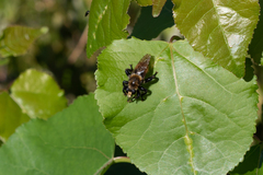 Laphria posticata