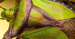 Pentatoma parametallifera