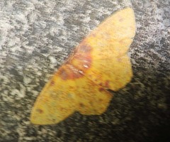 Chrysocraspeda porphyrochlamys