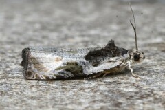 Olethreutes connectum