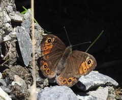 Lasiommata petropolitana