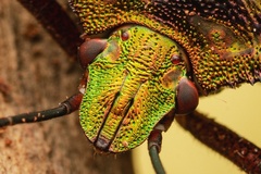 Pentatoma parametallifera