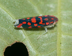 Ladoffa sannionis