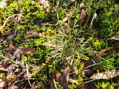 Lycopodium deuterodensum