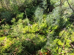 Lycopodium deuterodensum