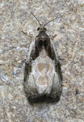 Olethreutes connectum