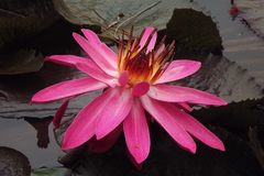 Nymphaea rubra
