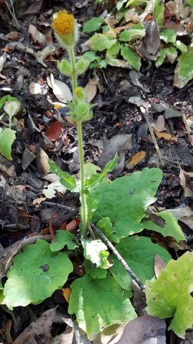 Rayless arnica (Arnica discoidea)