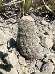 Echinocereus pectinatus