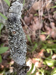 Heterodermia hypoleuca