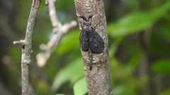 Brachynemurus nebulosus