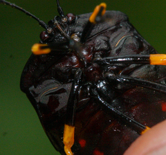 Brachystethus signoretii