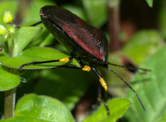 Brachystethus signoretii