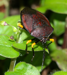 Brachystethus signoretii