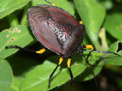 Brachystethus signoretii