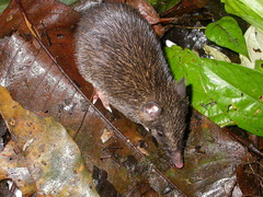 Echymipera kalubu