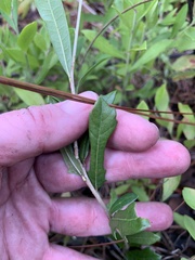Quercus pumila