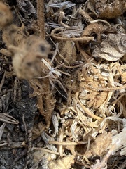 Oxyopes tridens