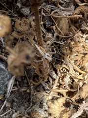 Oxyopes tridens