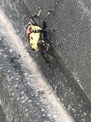 Nicrophorus tomentosus