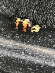 Nicrophorus tomentosus